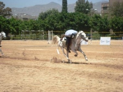 الحربية توفر 18 خيل لمعسكر المنتخب..والشرطة 12 خيلا