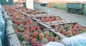 حرب دول العدوان الاقتصادية على اليمنتدفع بالصادرات الزراعية للتراجع