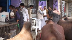 تدشين حملة توعوية ميدانية للحد من ظاهرة ذبح صغار وإناث المواشي