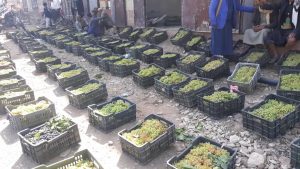 أبناء الضبعات بسنحان يسيرون قافلة عنب دعما للمرابطين في الجبهات