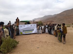 تدشين الموسم الشتوي لزراعة محصول القمح في ذيبين بمحافظة عمران