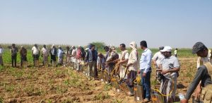 وزارة الزراعة تنفذ مسحاً ميدانياً لتقييم وضع الجراد الصحراوي بالسهل التهامي والجوف