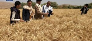 الرباعي يدشن موسم الحصاد الشتوي للقمح بمزرعة الشهيد الصماد في الجوف