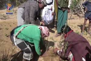 مأرب.. تدشين مشروع غرس شجرة اللوز في مديرية جبل مراد