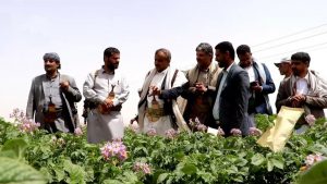 البخيتي والرباعي يتفقدان المزرعة البحثية للشركة العامة لإنتاج بذور البطاطس بذمار