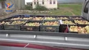 أبناء محمية خربة سعوان بصنعاء يسيرون قافلة “خوخ” دعما للمرابطين في الجبهات