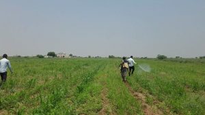 تنفيذ حملة رش واسعة لمكافحة الدودة الافريقية “الجدمي” في باجل بالحديدة