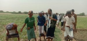 نزول ميداني لتقييم وضع ومكافحة حشرة الجدمي في مزارع الملاكدية بمديرية المراوعة بالحديدة