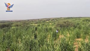 مؤسسة الحبوب: زراعة مساحات كبيرة من الأراضي الصحراوية بالجوف بمحاصيل الحبوب
