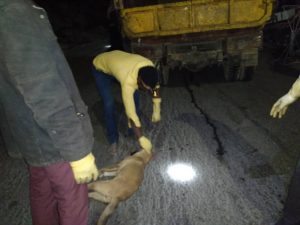 بدء حملة لمكافحة الكلاب الضالة بمدينة حجة
