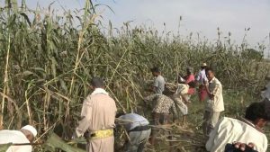 تدشين موسم حصاد محصول الذرة في وادي مور بمحافظة الحديدة