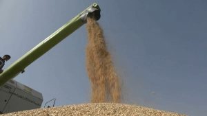 مؤسسة الحبوب تدشن موسم حصاد القمح بمزرعة الرسول الأعظم في الجوف