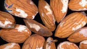 المواصفات تحذر من شراء أو تناول المكسرات التي تظهر عليها الأعفان أو إصابات حشرية