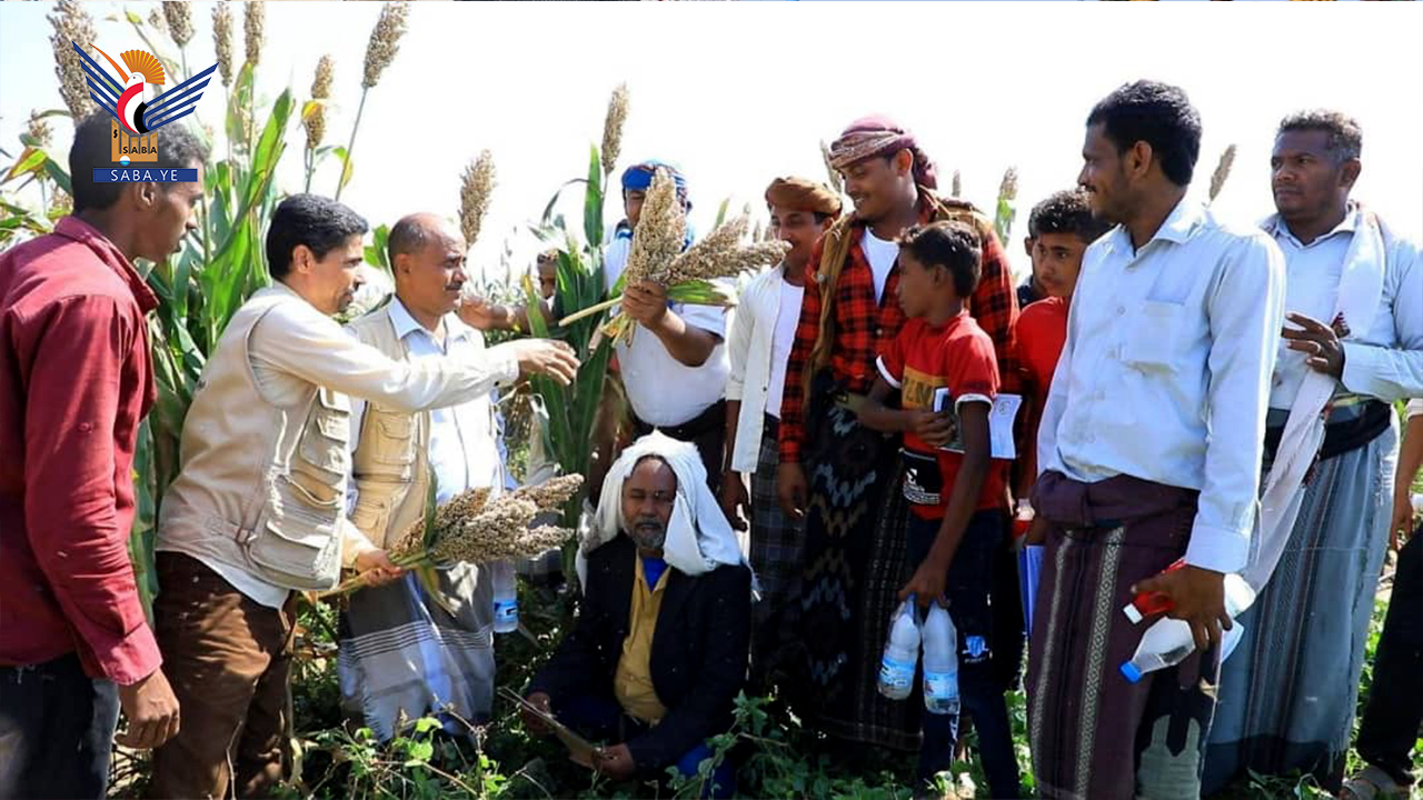 مؤسسة الحبوب تنفذ أياماً حقلية في زراعة الذرة الرفيعة بمديرية القناوص بالحديدة