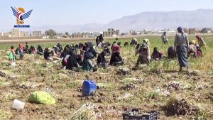 جمعية البون الشمالي بعمران تدشن حصاد الثوم للعام 1445هـ