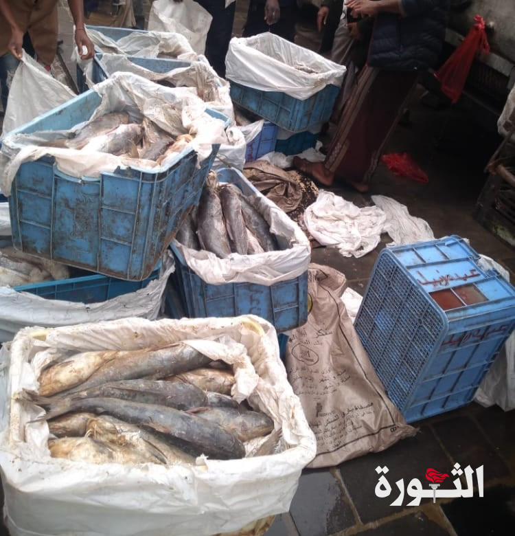 إتلاف 600 كيلو جرام أسماك فاسدة في سوق البليلي بأمانة العاصمة