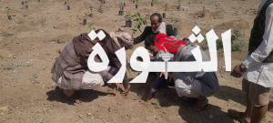 تدشين موسم التشجير في محافظة ذمار