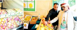 في المهرجان الأول للمانجو.. قيادات وخبراء ومهتمون لـ “الثورة”:  المهرجان منصة مثالية لعرض التنوع الفريد للمنتجات الزراعية المحلية