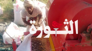 السلطة المحلية في مديرية المتون بالجوف تدشن موسم حصاد الذرة الشامية