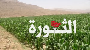 بمقدار الضعف.. مزارعو منطقة شوابة بعمران يوسعون زراعة محصول الذرة الشامية
