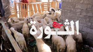 مكتب الصحة بالحديدة يقدم قافلة مواشي للمرابطين في جبهة الساحل الغربي