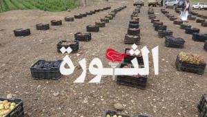 أبناء مديرية بني حشيش بصنعاء يسيرون قافلة رابعة من الفواكه دعما للمرابطين