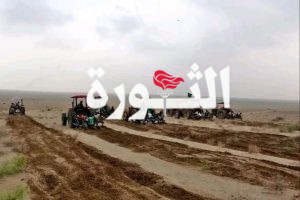 تدشين زراعة 10 آلاف معاد في الأراضي الصالحة للزراعة في الدريهمي بالحديدة
