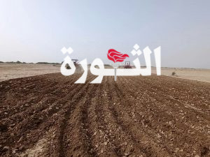 بدء زراعة 100 الف هكتار في سهل تهامة للاستفادة من الأمطار الموسمية