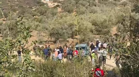 “أوتشا”: 126 هجومًا للمستوطنين منذ بدء موسم قطف الزيتون في الضفة الغربية