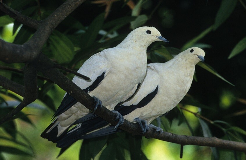 روسيا.. ابتكار نظام مراقبة ذكية للمنشآت عبر دماغ الطيور