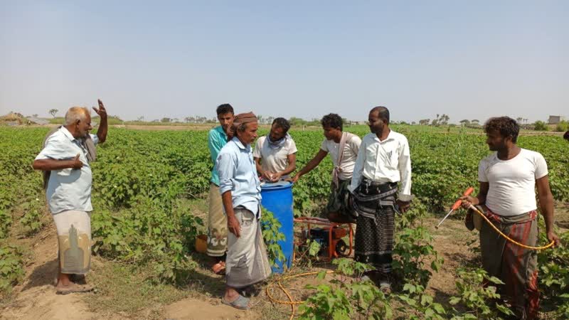 تدشين حملة رش لمكافحة الآفات الزراعية لمحصول القطن في الدريهمي