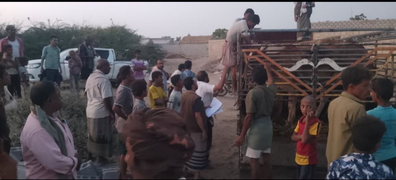 توزيع 24 رأساً من الأبقار على المتضررين جراء السيول في الحديدة