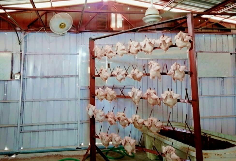 تدشين أولى سلاسل الإنتاج المحلي من الدواجن في مديرية الزهرة بالحديدة