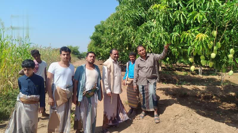 نزول ميداني لمزارع المانجو في تهامة للتحقق من جاهزية المحصول للتصدير