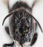 اكتشاف نوع جديد من النحل بـ”قرون شيطانية”!