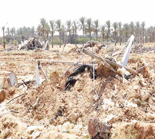 الأمم المتحدة: “إسرائيل” دمرت 87% من الأراضي الزراعية في غزة