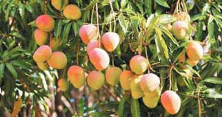 إمبراطورية المانجو اليمنية.. هل يتحول «تريليون ريال» من عبء موسمي إلى طفرة اقتصادية؟ – الثورة نت