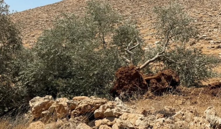 العدو الصهيوني يقتلع أكثر من 8 آلاف شجرة في الضفة الغربية خلال أسبوع