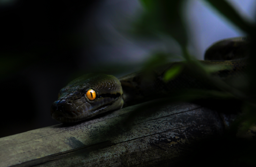 ابتكار صيني مستوحى من الثعابين قد يحدث ثورة في كاميرات الهواتف