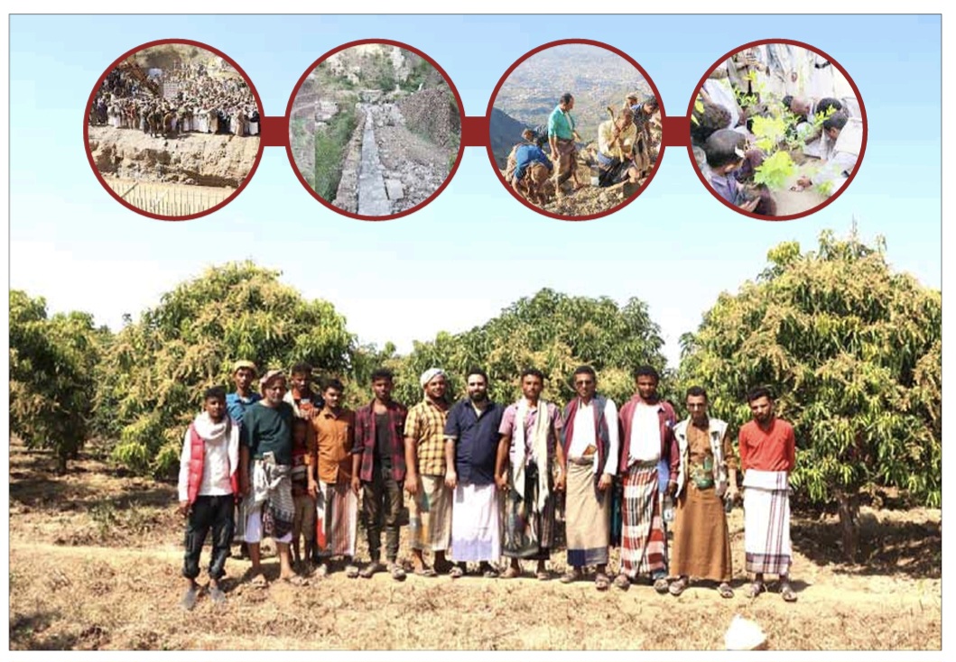 في اليوم العالمي للتطوع:فرسان التنمية يعيدون تعريف «التطوع» من حقول تهامة ويحولون «السنابل» إلى متاريس في جبهات الاكتفاء