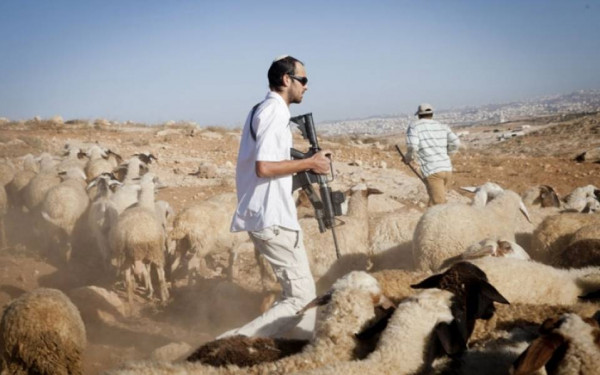 مستوطنون يعتدون على الممتلكات الفلسطينية و يسرقون 150 رأس غنم شرق رام الله