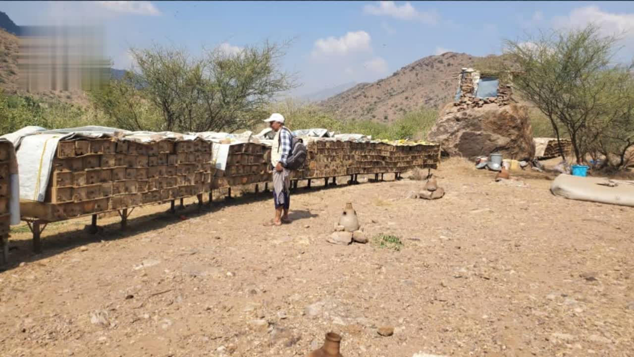 نزول ميداني لتعزيز إنتاج العسل وتوعية النحالين في المحويت