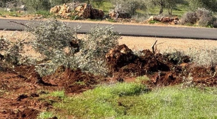 مستوطنون يجرفون أراض ويقتلعون أشجارًا جنوب نابلس