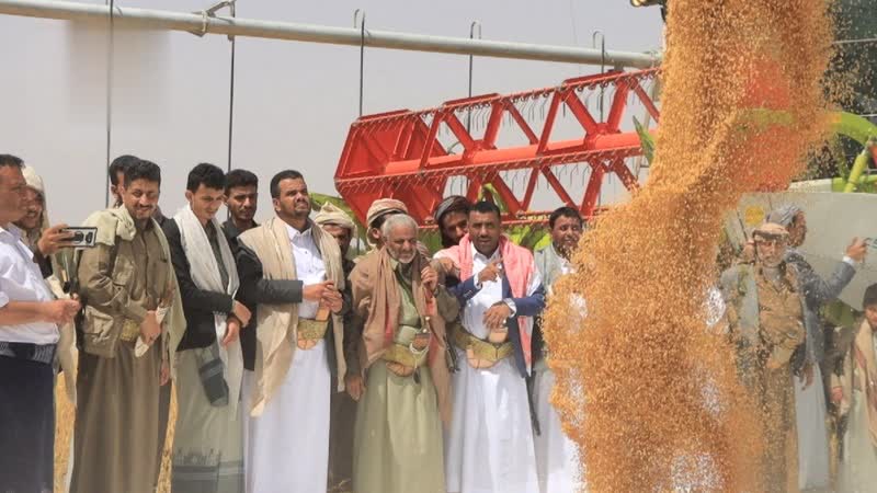 تدشين موسم حصاد القمح في الجوف