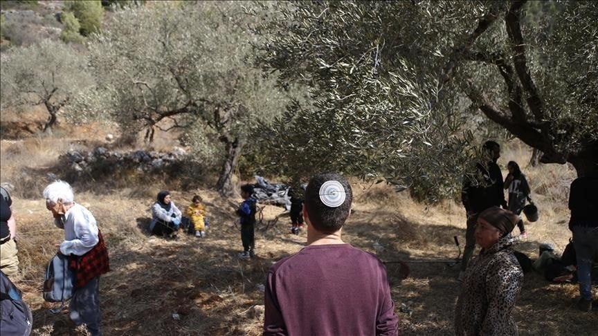 إصابة فلسطينيين ومتضامنة أجنبية في اعتداءات للمستوطنين الصهاينة بالضفة