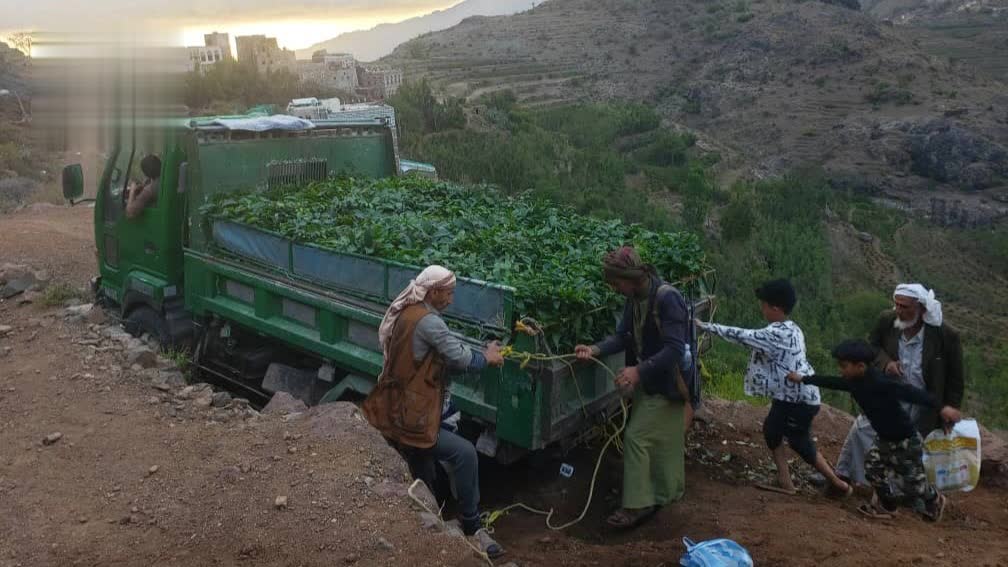 تنفيذ مبادرة ذاتية لزراعة 3 آلاف شتلة بن في الحيمة الداخلية