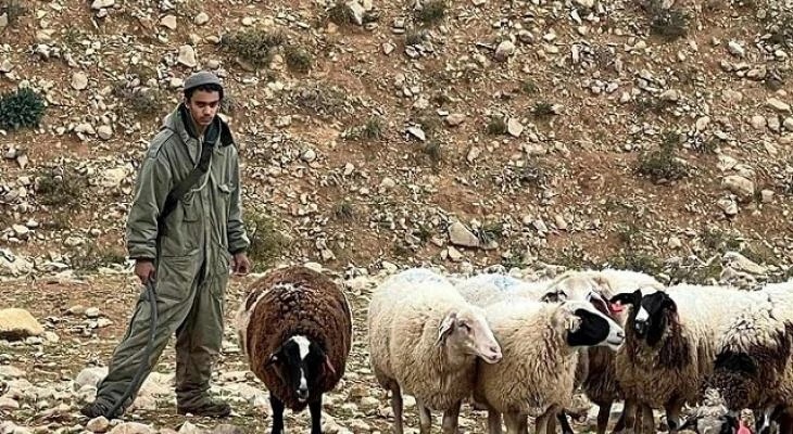 مستوطنون يطلقون مواشيهم في مسافر يطا ويخرّبون ممتلكات المواطنين جنوب الخليل