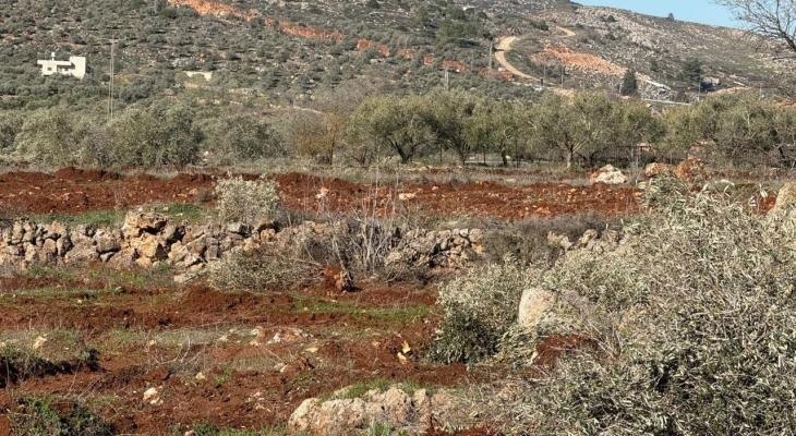 مستوطنون يقطعون 1000 شجرة زيتون شمال رام الله