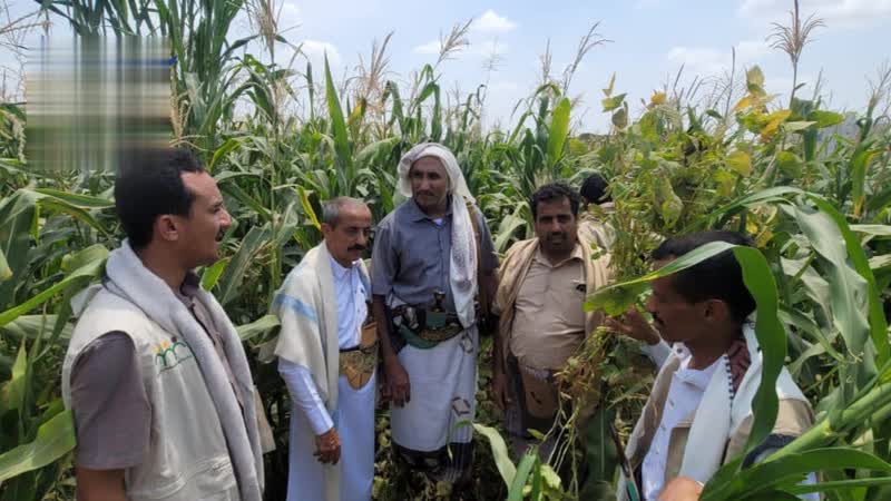 عطيفي يطلع على نموذج ناجح للزراعة البينية في باجل بالحديدة