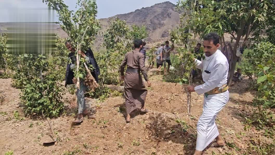 مبادرة لاستبدال شجرة القات بشتلات البُن في جبل الشرق بذمار